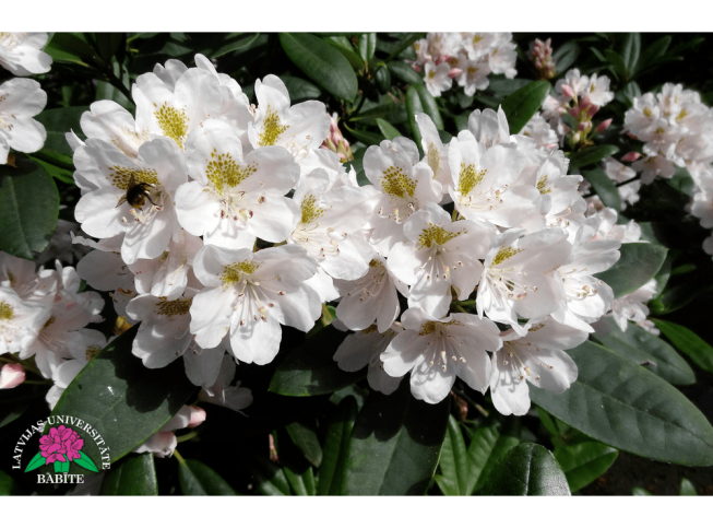 Rhododendron brachycarpum